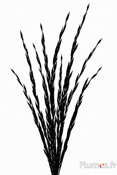 Fagiano dorato Spiga - 45-55 cm - nero